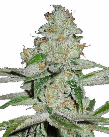 Amnesia Haze Autoflower