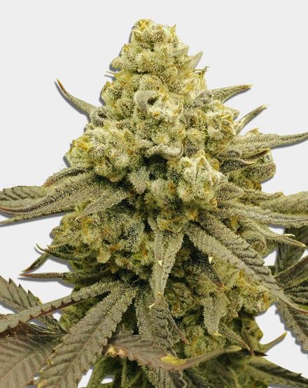 Zoap Feminized