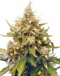 High Yield Autoflower Pack