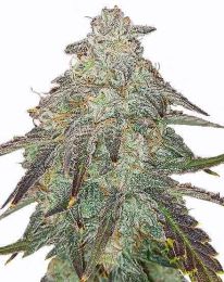 Apple Fritter Autoflower 