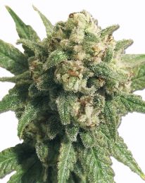 Cheese Autoflower seeds