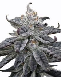 Granddaddy Purple Autoflower seeds