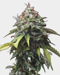 Colombian Gold Plant by MSNL