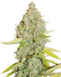 Durban Poison Autoflower