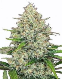 Gorilla Cookies Autoflower