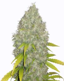 Gorilla Glue Fast Flowering Marijuana Seeds 