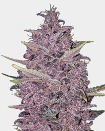 Kushberry Moonrocks Feminised