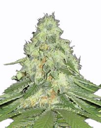 Misty Cannabis Seeds