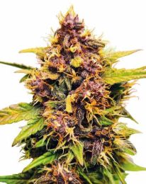 Purple Lemonade Autoflower