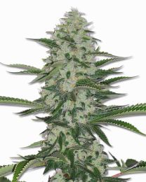 THC Bomb Regular