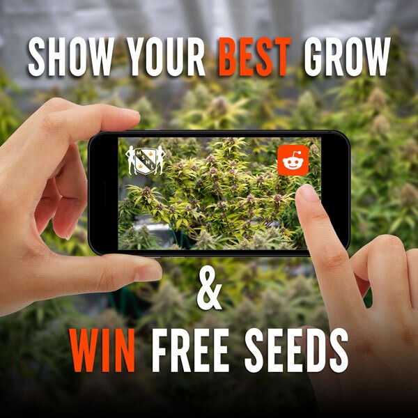 Cannbis Seeds Giveaway