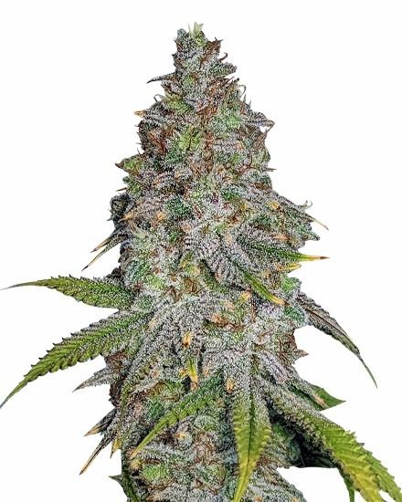 Blue Cookies Feminized
