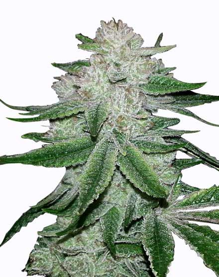 GG4 Feminized