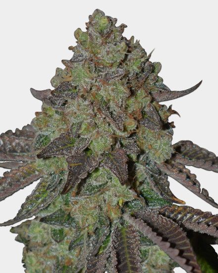 Lemon Tree Feminized