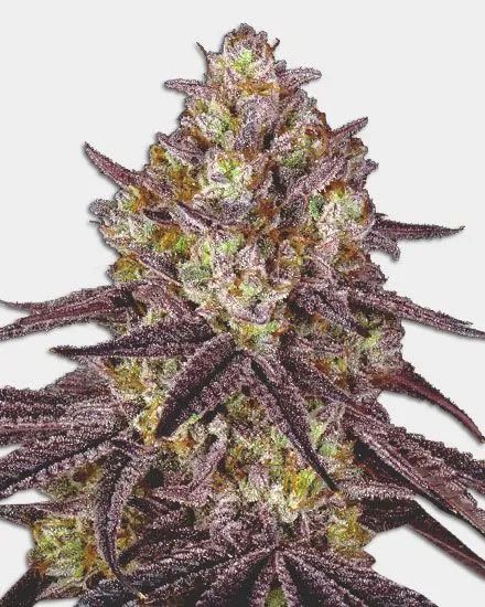 Maui Wowie Feminized