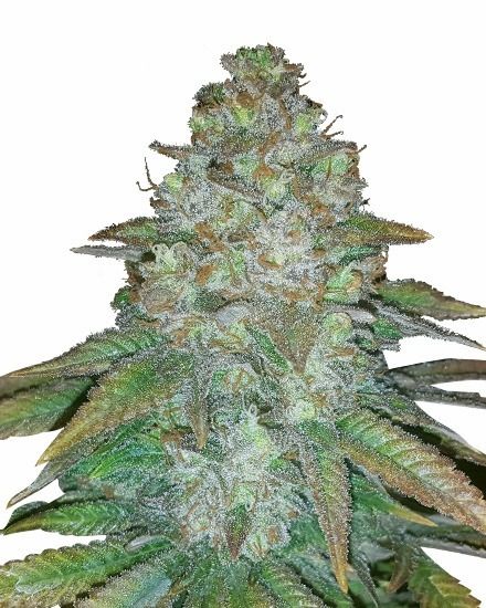 Mimosa Autoflower