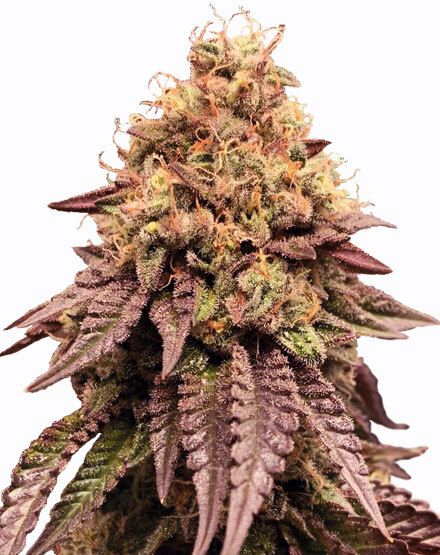 Buy Mimosa Cannabis Seeds | MSNL Seeds USA