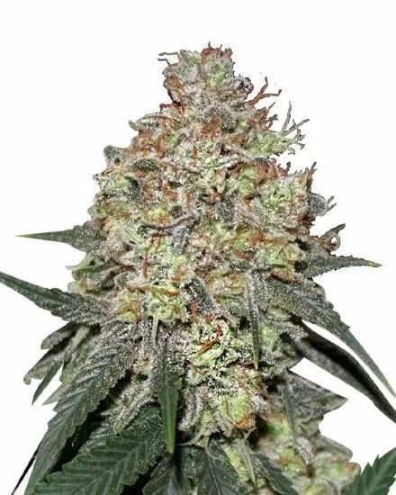 Pineapple Express Feminized