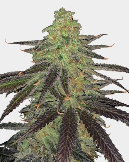 Platinum OG Feminized