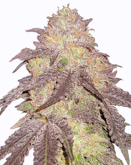 Runtz Autoflower