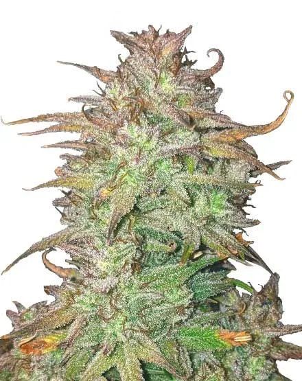 Skywalker OG Autoflower