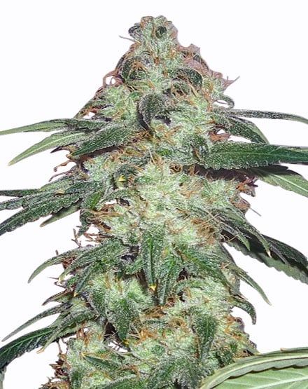 Super Silver Haze Feminized – Special Offer