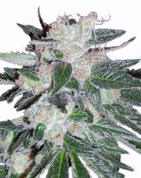 Bubblegum Autoflower