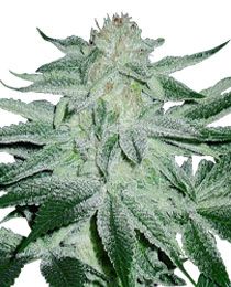 Matanuska Thunderfuck Cannabis