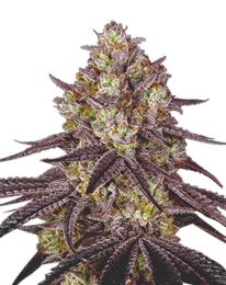 Maui Wowie Fem