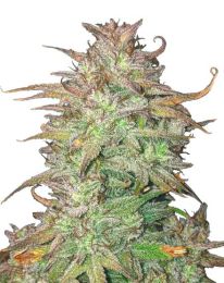Skywalker OG Autoflower Cannabis Seeds