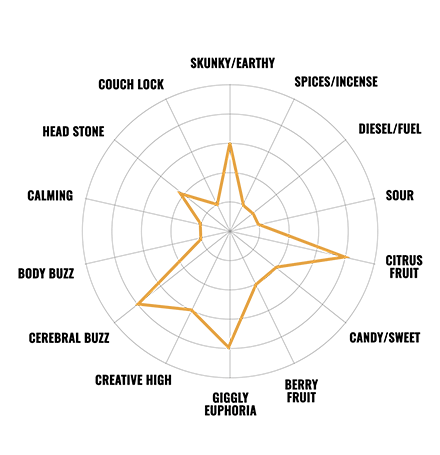 Buy Mimosa Cannabis Seeds | MSNL USA