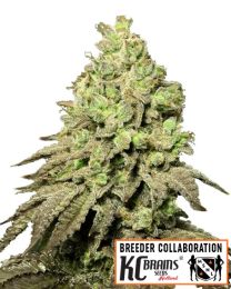 Alien Mango Cookies Feminized
