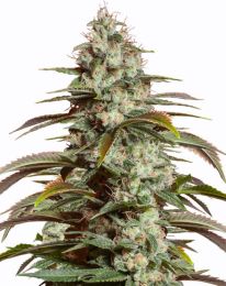 Girl Scout Cookies Autoflower Cannabis Seeds