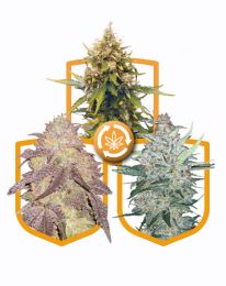 Autoflowering Feminized Marijuana Pack