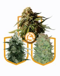 Autoflowering Strong Feminized Pack