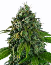 Banana Kush Feminized Cannabis Seeds