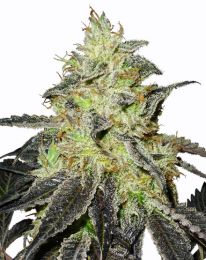 Blueberry Widow Feminized