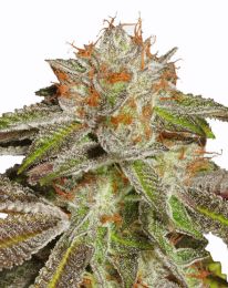 Bruce Banner #3 Feminized seeds