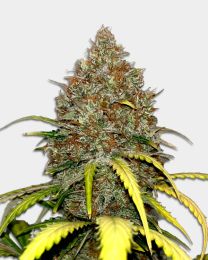 Cap Junkey Feminized Cannabis Seeds