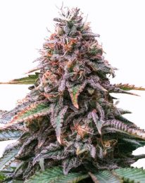 Cherry Pie Autoflower Cannabis Seeds