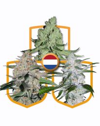 Classic Feminized Marijuana Strains