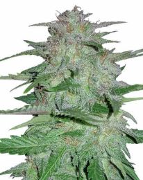 Cookies and cream marijuana Seeds