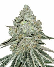 Gorilla Zkittlez Feminized Cannabis Seeds