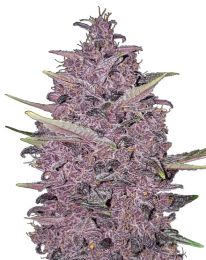 Kushberry Moonrocks Feminized Seeds