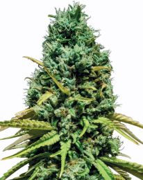 Mandarin CBD Feminized Cannabis Seeds