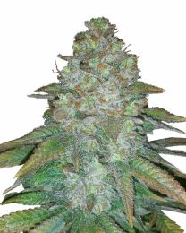 Mimosa Autoflower Cannabis Seeds