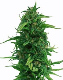 OG Kush Fast Flowering Cannabis Seeds