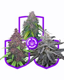 Purple Autoflower Variety Pack
