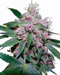 Purple Afghani Feminized Cannabis Seeds