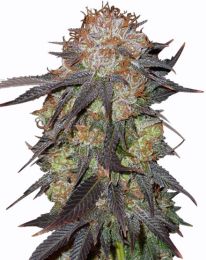 Purple Pineberry Feminized Cannabis Seeds